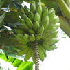 Banánfa